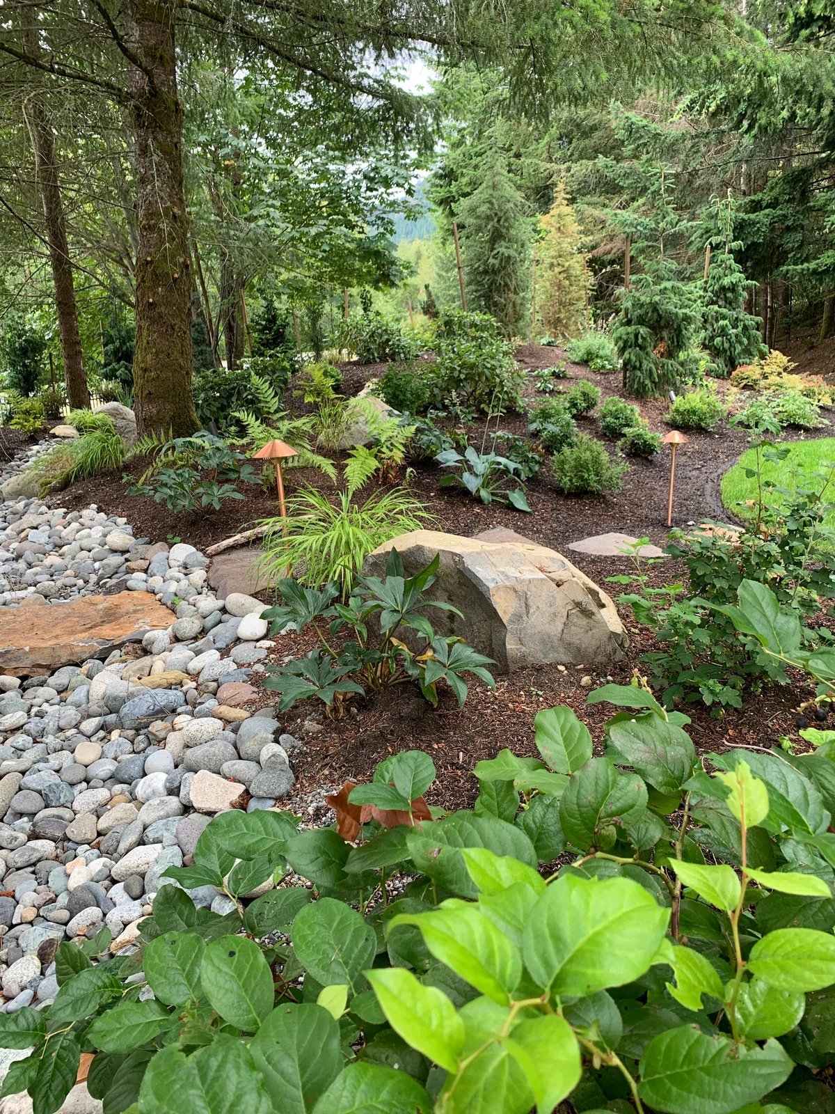 Boulders and layered planting beneath mature woodland trees.