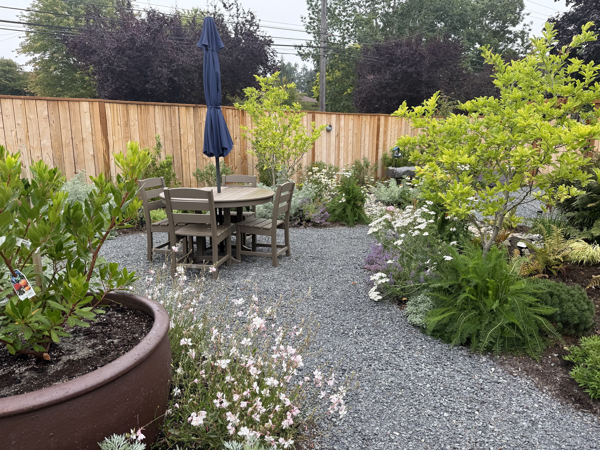 ‘Whirling Butterflies’ gaura frames a gravel path and dining terrace in a fenced Shoreline garden.