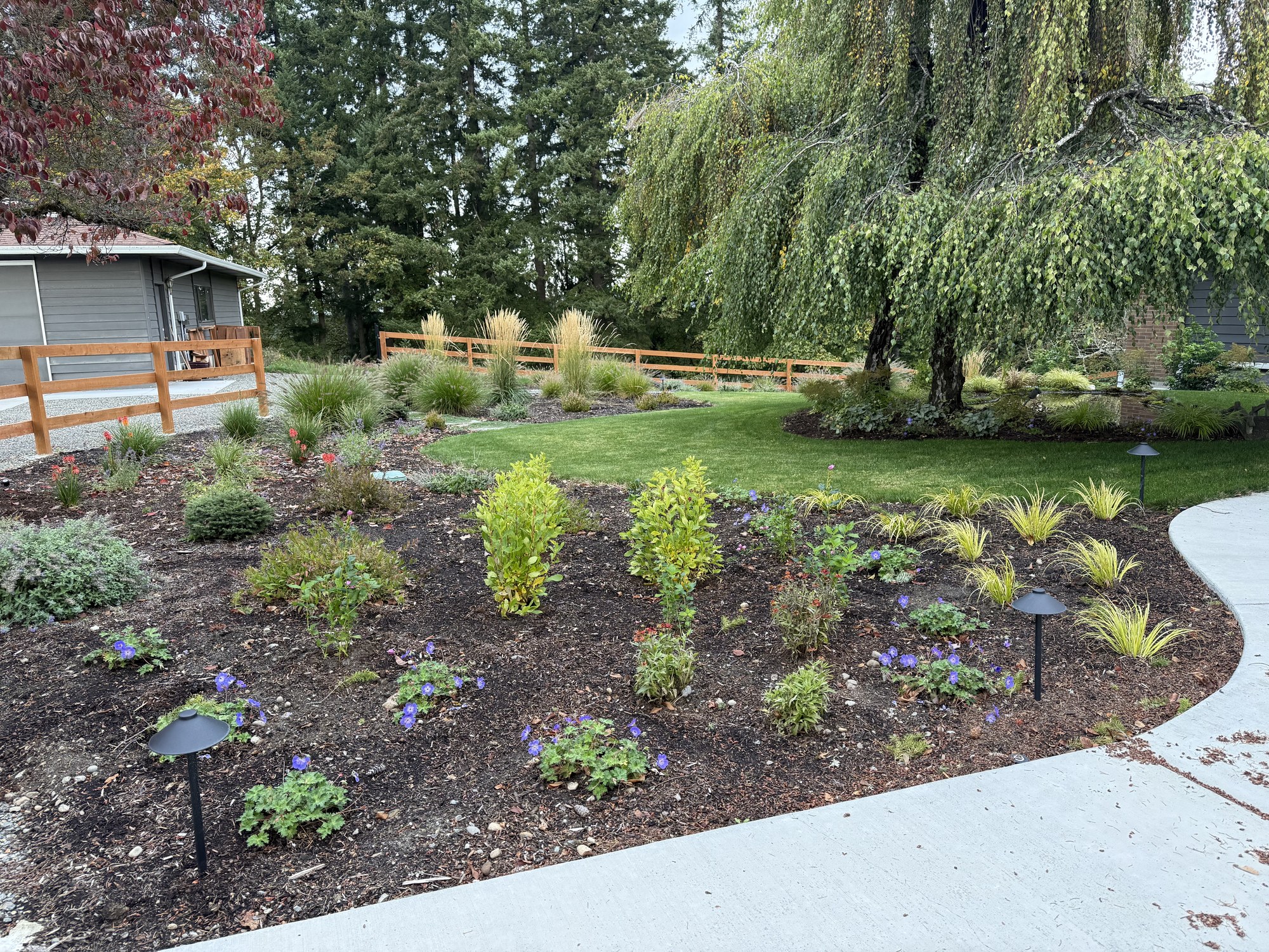 Curved planting beds with purple flowers and golden foliage frame a green lawn beneath a mature weeping tree.